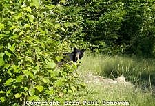 Black Bear -Ursus americanus- during the summer months in the White Mountains, New Hampshire USA