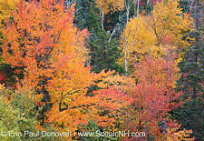 New Hampshire Foliage Report