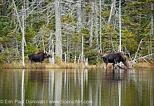 Nancy Brook Scenic Area - New Hampshire Moose