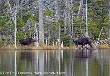 Nancy Brook Scenic Area - New Hampshire Moose