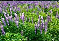 Photos of the Sugar Hill Lupine Festival in Sugar Hill, New Hampshire USA during the spring months