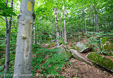 Mount Tecumseh Trail - Waterville Valley, New Hampshire