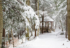 Roaring River Memorial Nature Trail - Franconia Notch State Park, New Hampshire USA