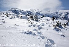 A winter hiker ascends the Airline Trail in extreme weather conditions during the winter months in the White Mountains, New Hampshire USA