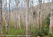 Birch forest on the side of Mount Hale along the abandoned Fire Warden's Trail in the White Mountains, New Hampshire USA