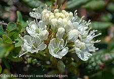 Labrador Tea-Ledum groenlandicum- during the summer months in the White Mountains, New Hampshire. This plant can be found on the rocky slopes of the alpine zone