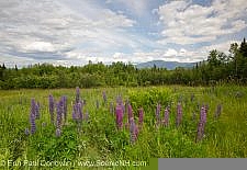The last of the lupines - Sugar Hill