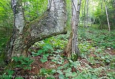 Bent yellow birch tree in Lafayette Brook Scenic Area in the White Mountains, New Hampshire USA during the summer months