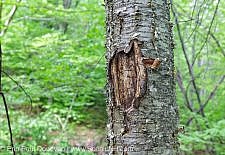 Tree Vandalism in the White Mountain National Forest of New Hampshire