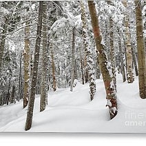 Winter Forest Greeting Card