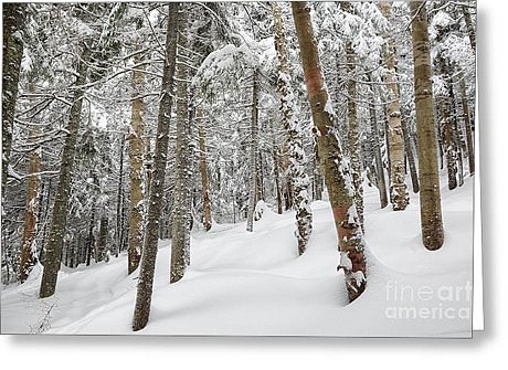 Winter Forest Greeting Card