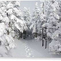 Mount Osceola Trail, New Hampshire Canvas Print