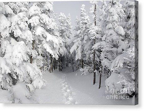 Mount Osceola Trail, New Hampshire Canvas Print