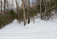 Wilderness Trail - Pemigewasset Wilderness, New Hampshire