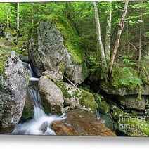 Cold Brook - White Mountains, New Hampshire